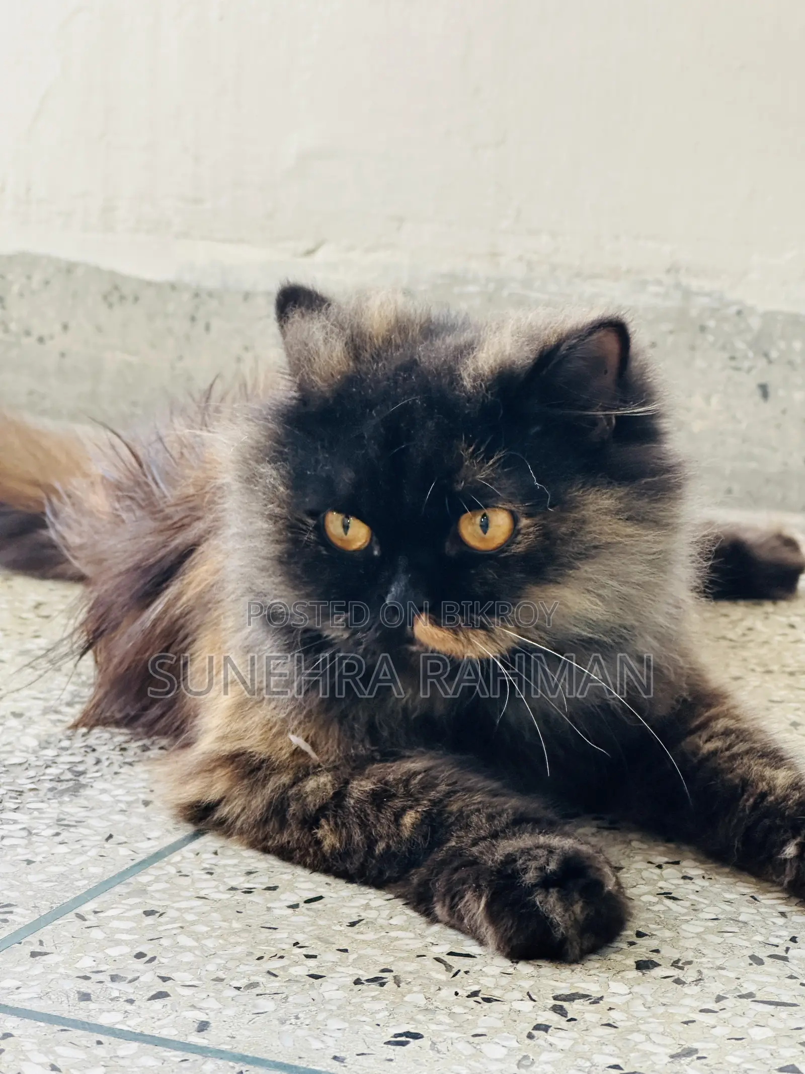 1+ Year Female Purebred Persian