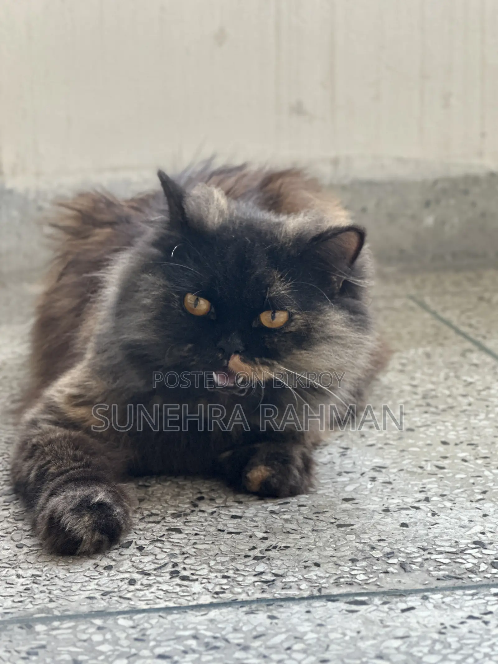 1+ Year Female Purebred Persian