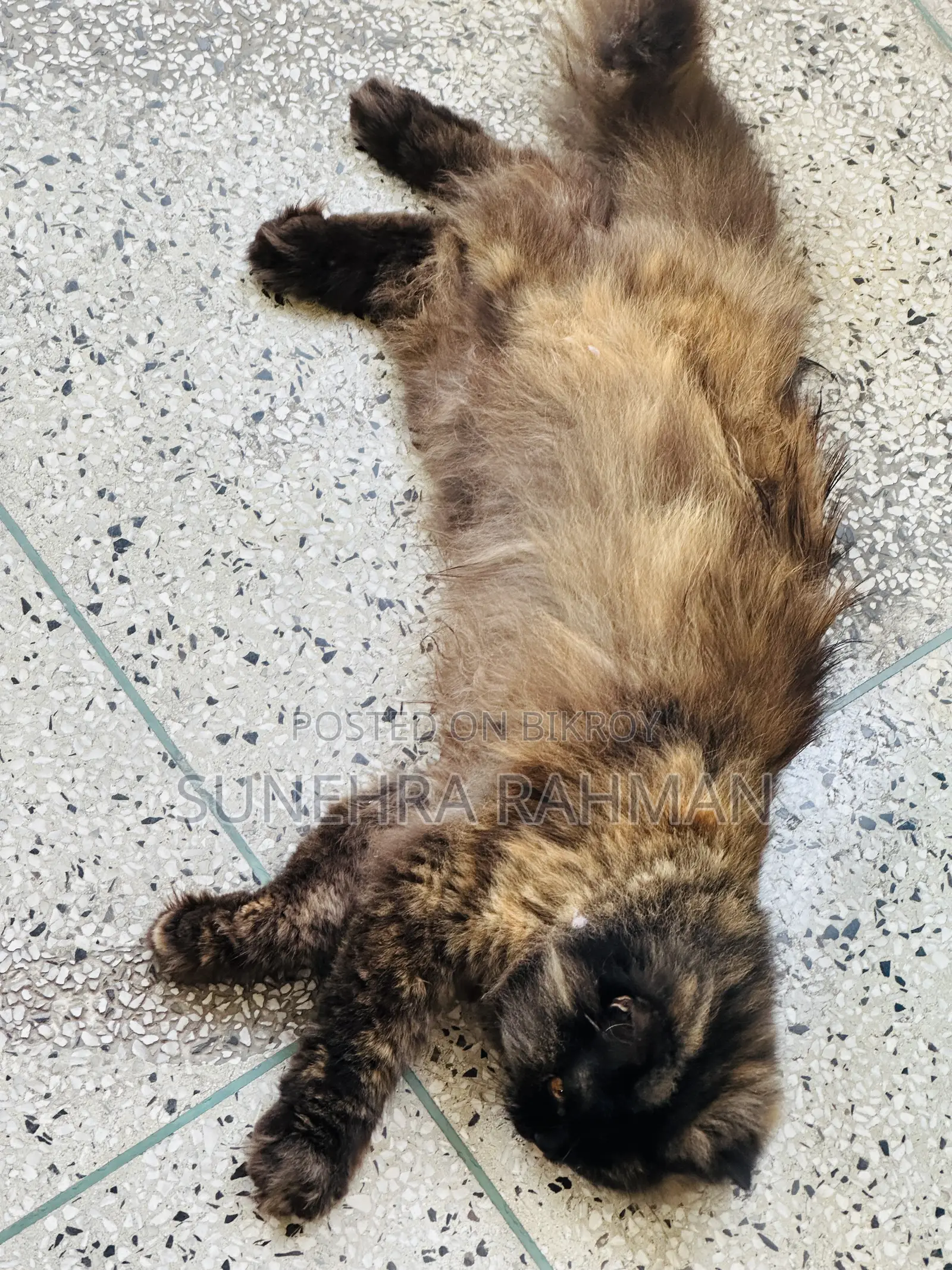 1+ Year Female Purebred Persian