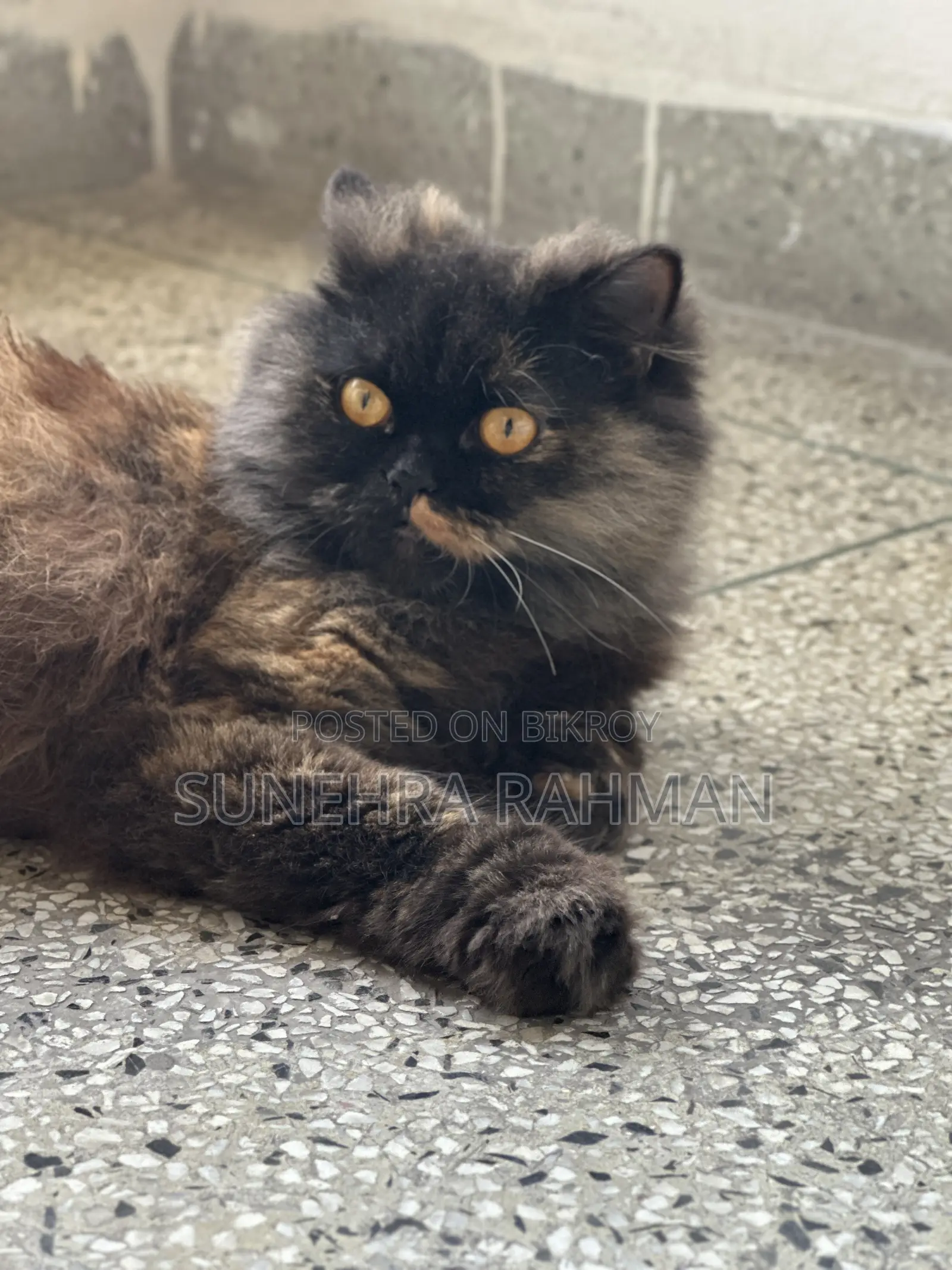1+ Year Female Purebred Persian