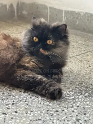 1+ Year Female Purebred Persian