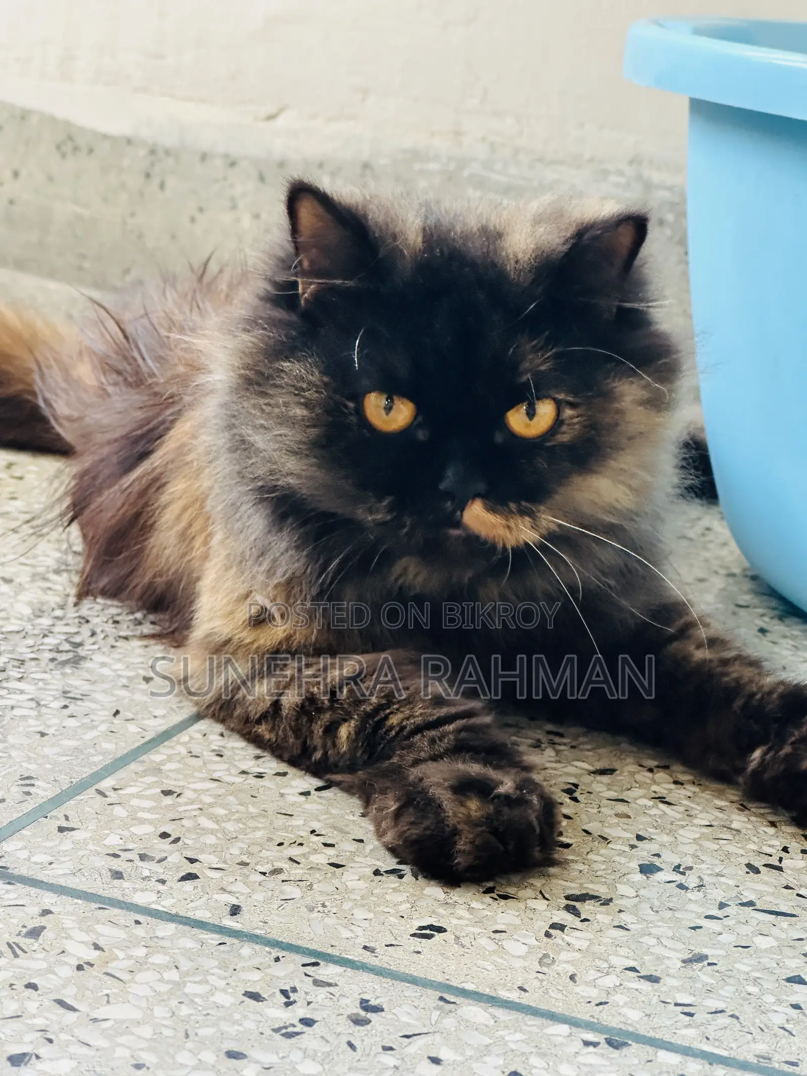 1+ Year Female Purebred Persian