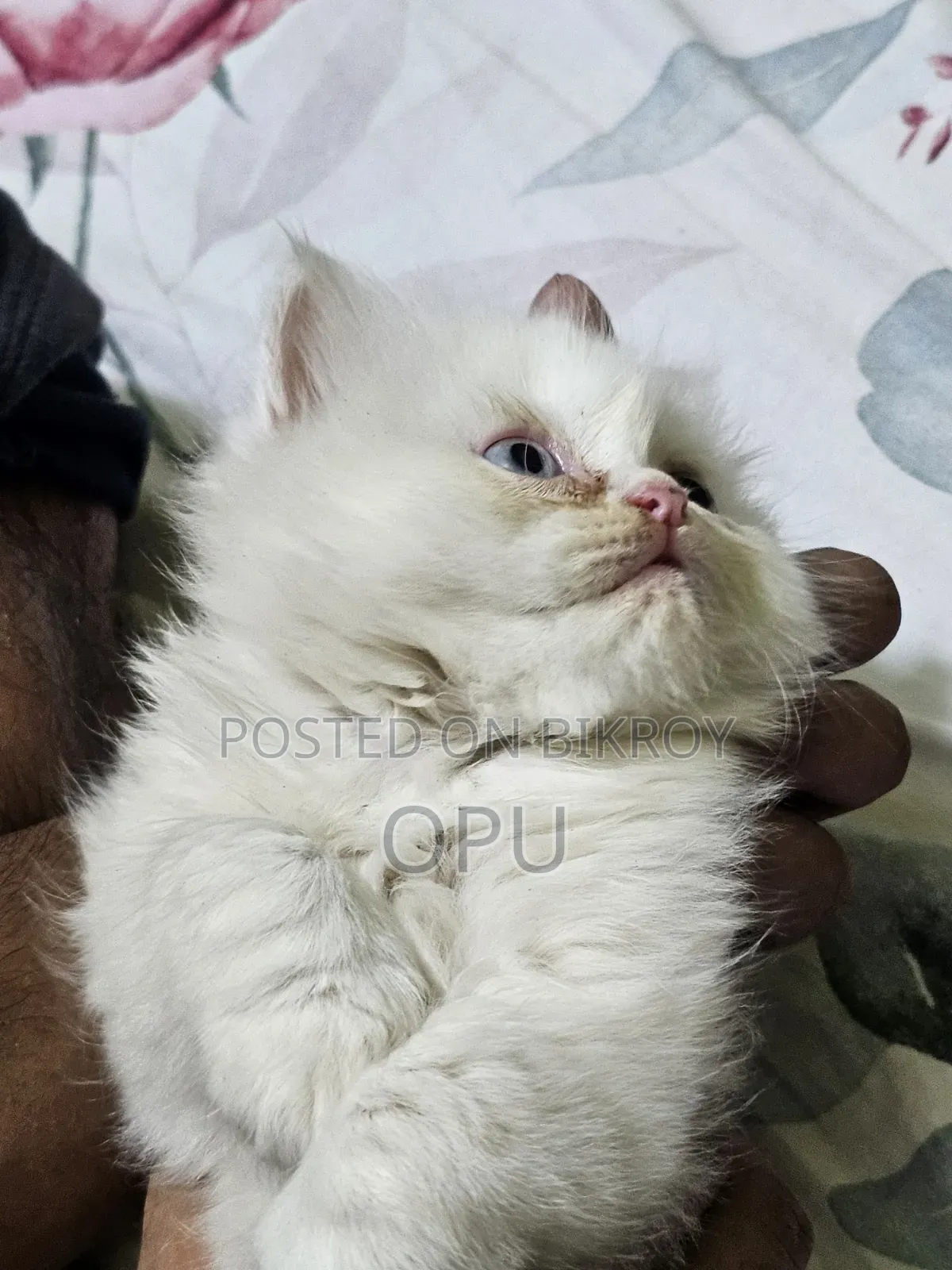 1-3 Months Female Purebred Persian