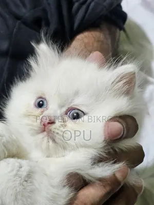 1-3 Months Female Purebred Persian