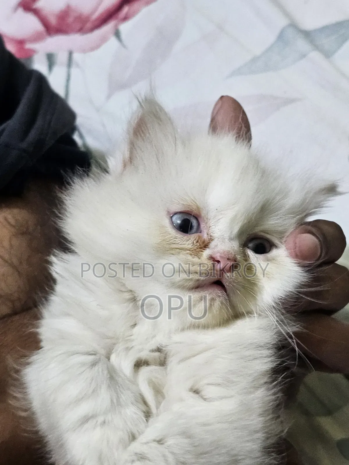 1-3 Months Female Purebred Persian