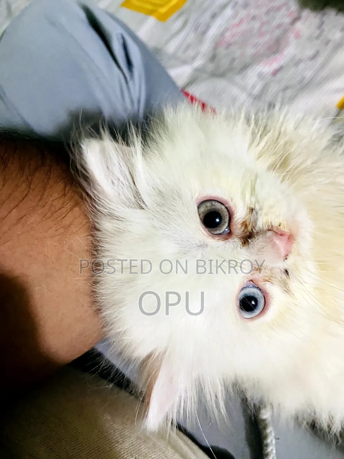 1-3 Months Female Purebred Persian