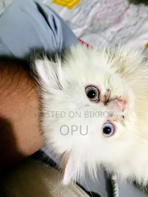 1-3 Months Female Purebred Persian