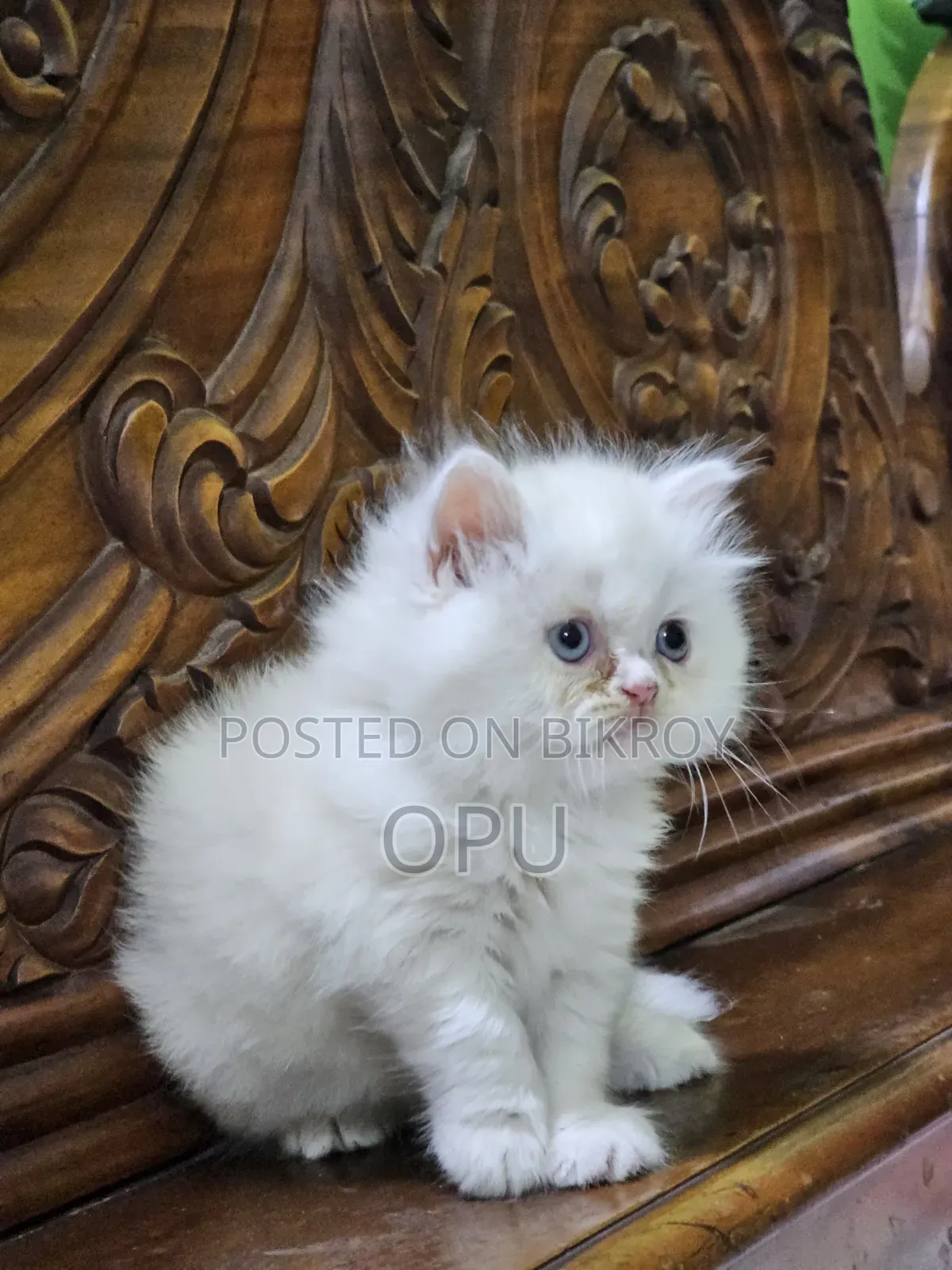1-3 Months Female Purebred Persian
