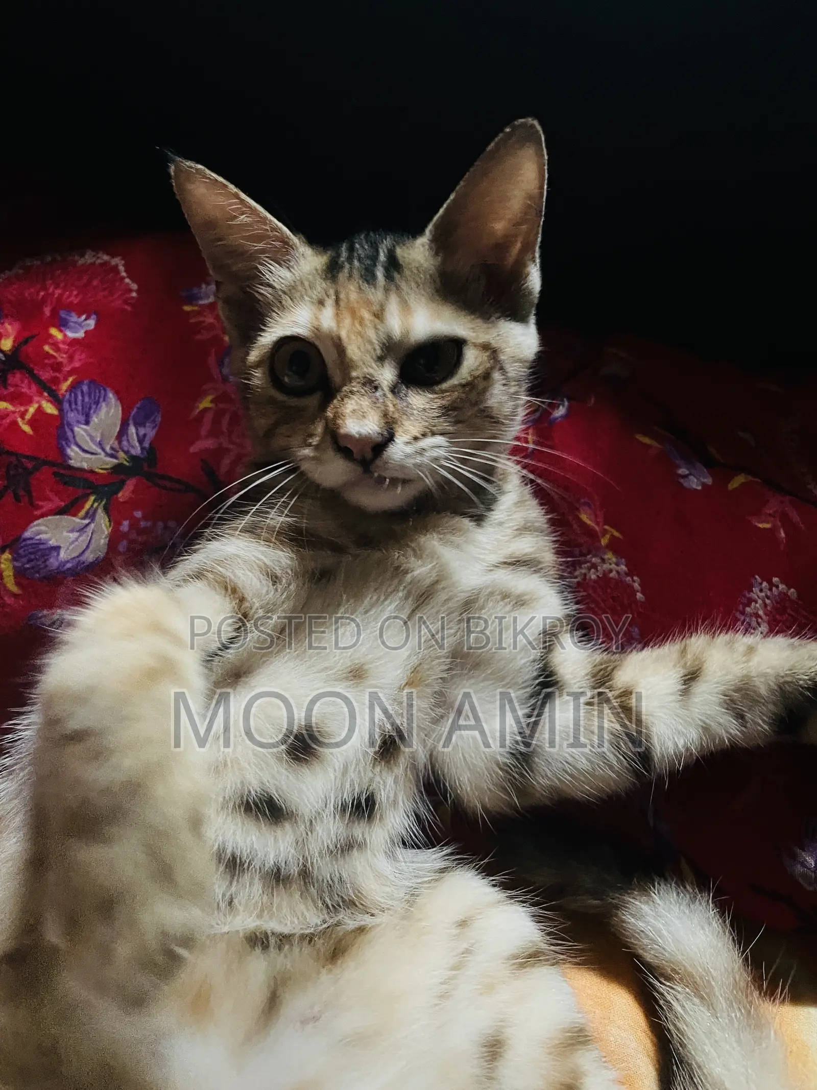 1-3 months Female Mixed Breed Persian