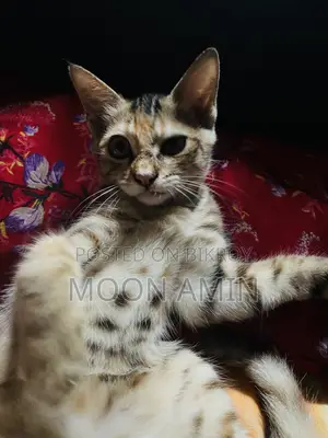 1-3 months Female Mixed Breed Persian
