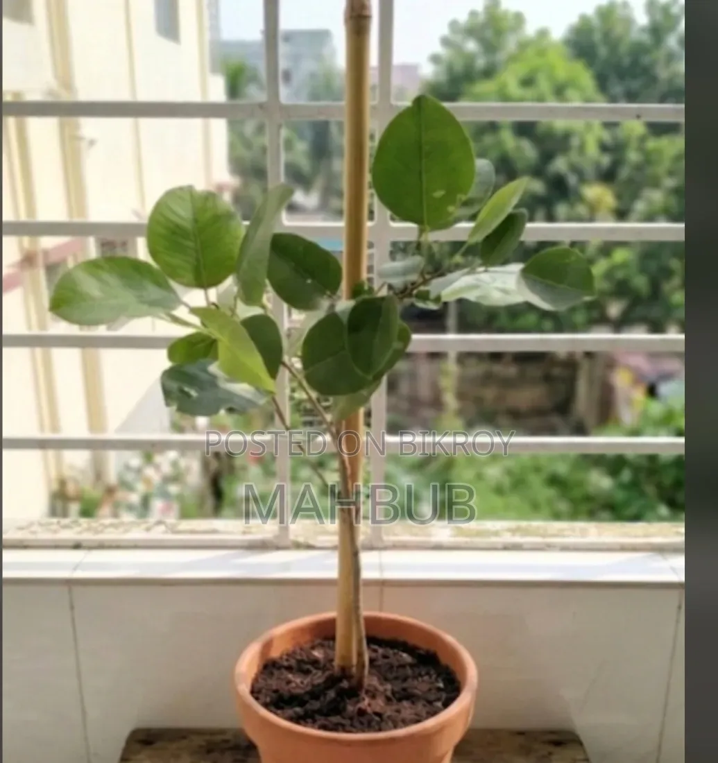 অরিজিনাল রক্ত চন্দন গাছ