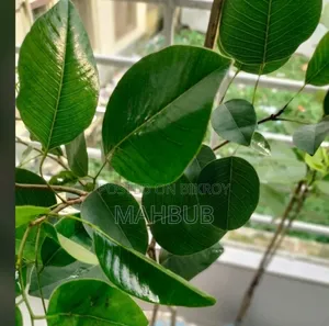 অরিজিনাল রক্ত চন্দন গাছ