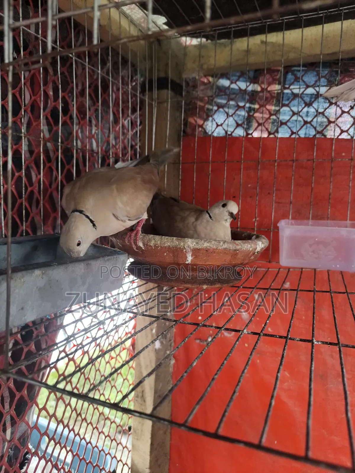 Dove with 2-Month-Old Babies