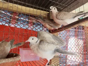 Dove with 2-Month-Old Babies