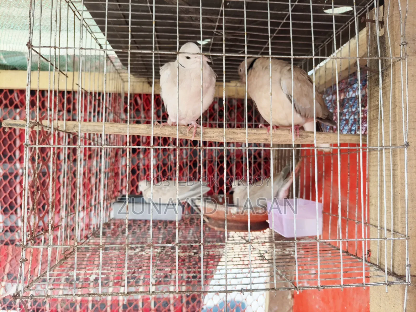 Dove with 2-Month-Old Babies