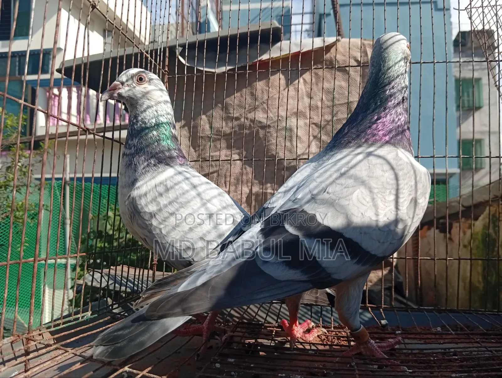 Afsan Grizel Racer Huma.