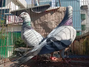 Afsan Grizel Racer Huma.