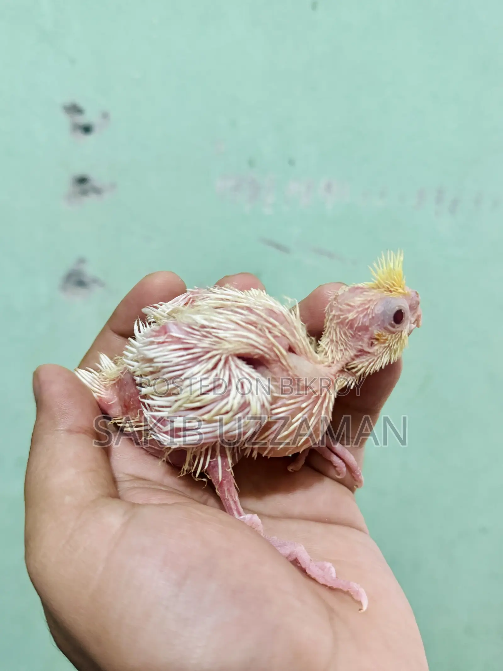Cockatiel Baby