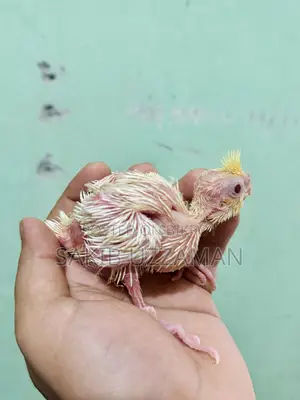 Cockatiel Baby