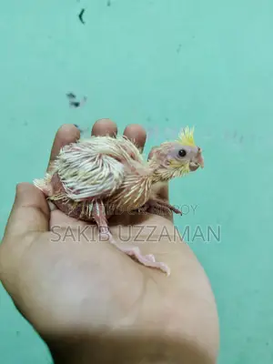 Cockatiel Baby