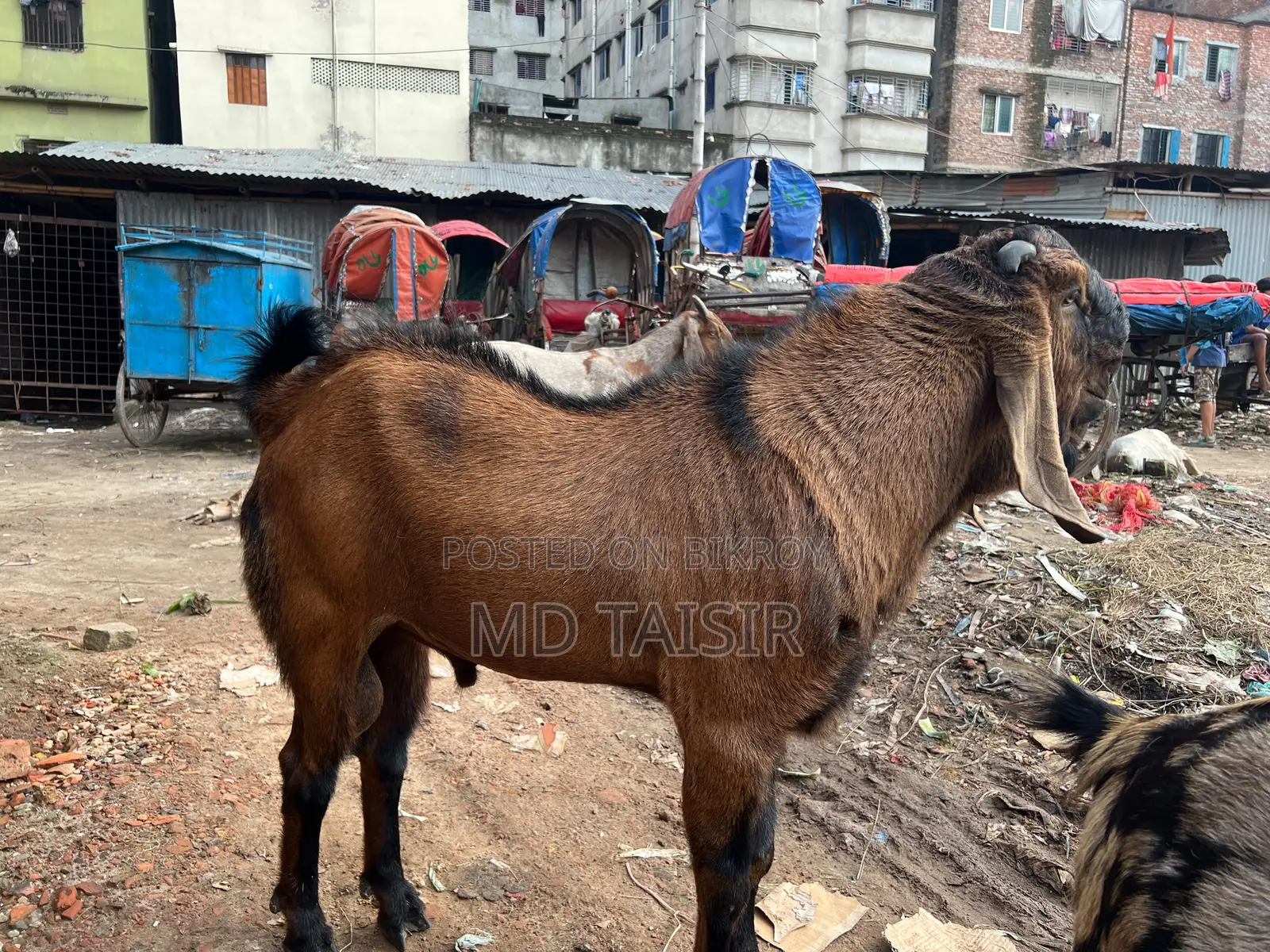 মেল তোতা, দাম জানতে যোগাযোগ করুন