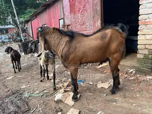 মেল তোতা, দাম জানতে যোগাযোগ করুন