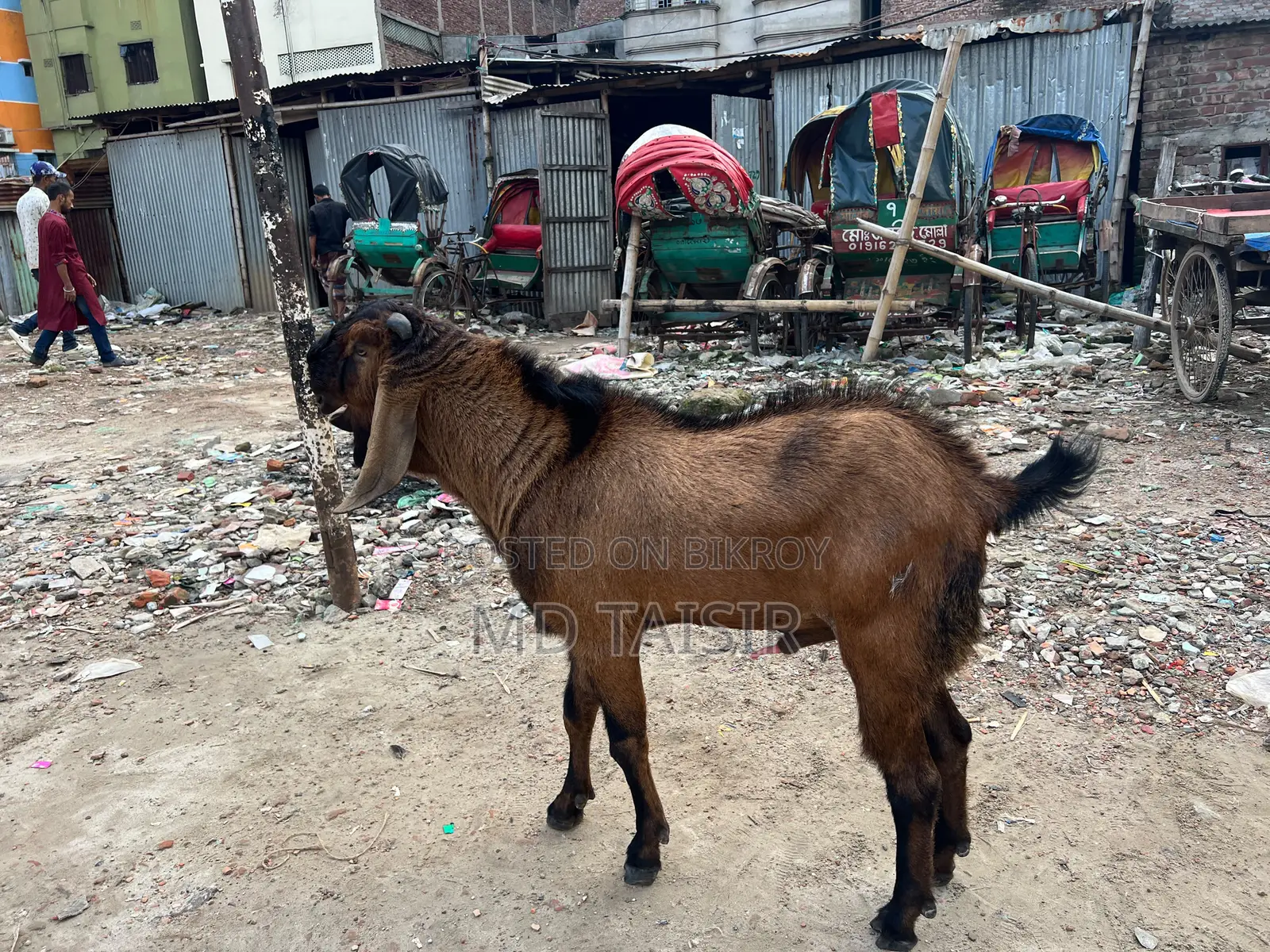 মেল তোতা, দাম জানতে যোগাযোগ করুন