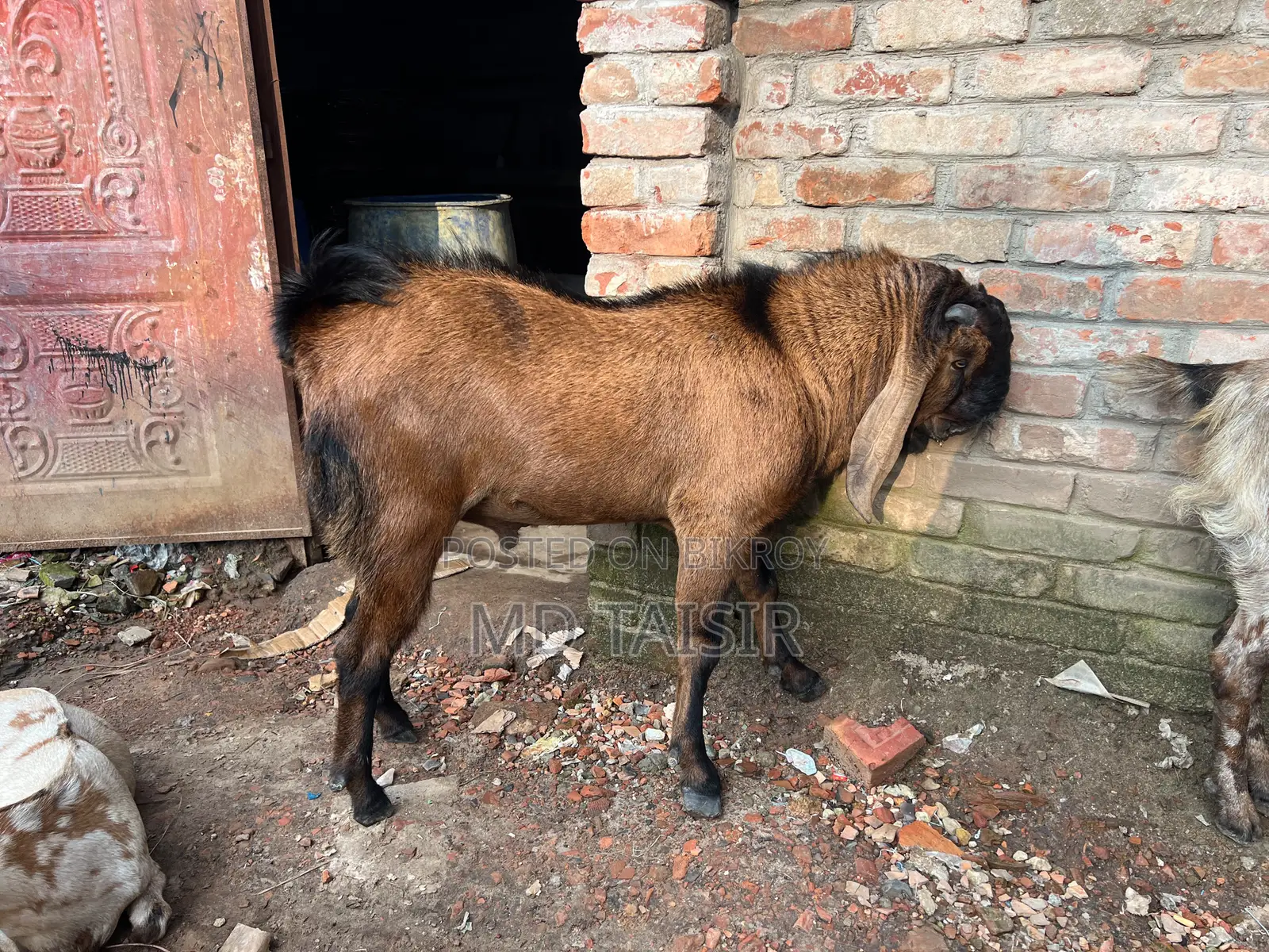মেল তোতা, দাম জানতে যোগাযোগ করুন