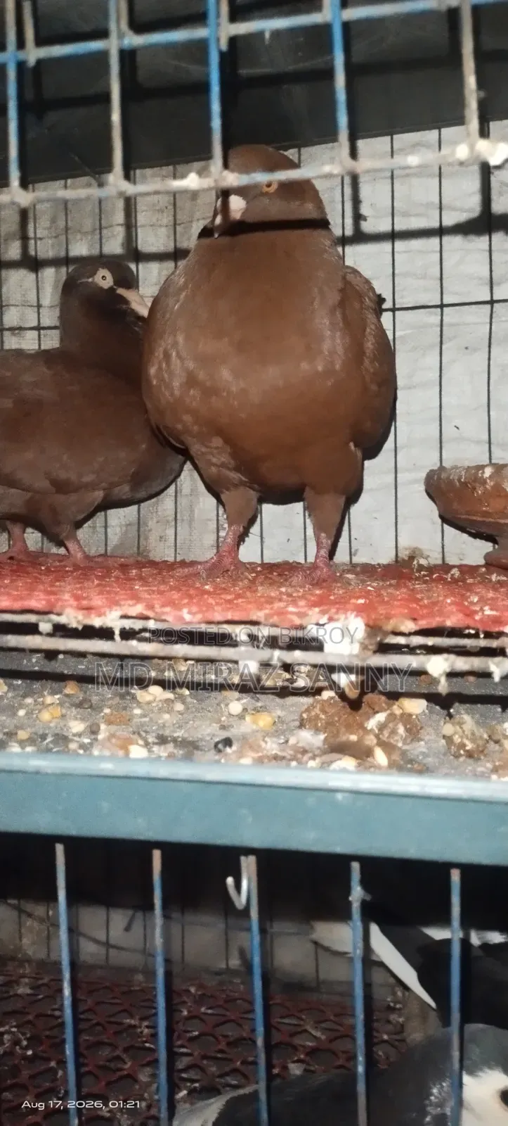 Lala King Pigeon