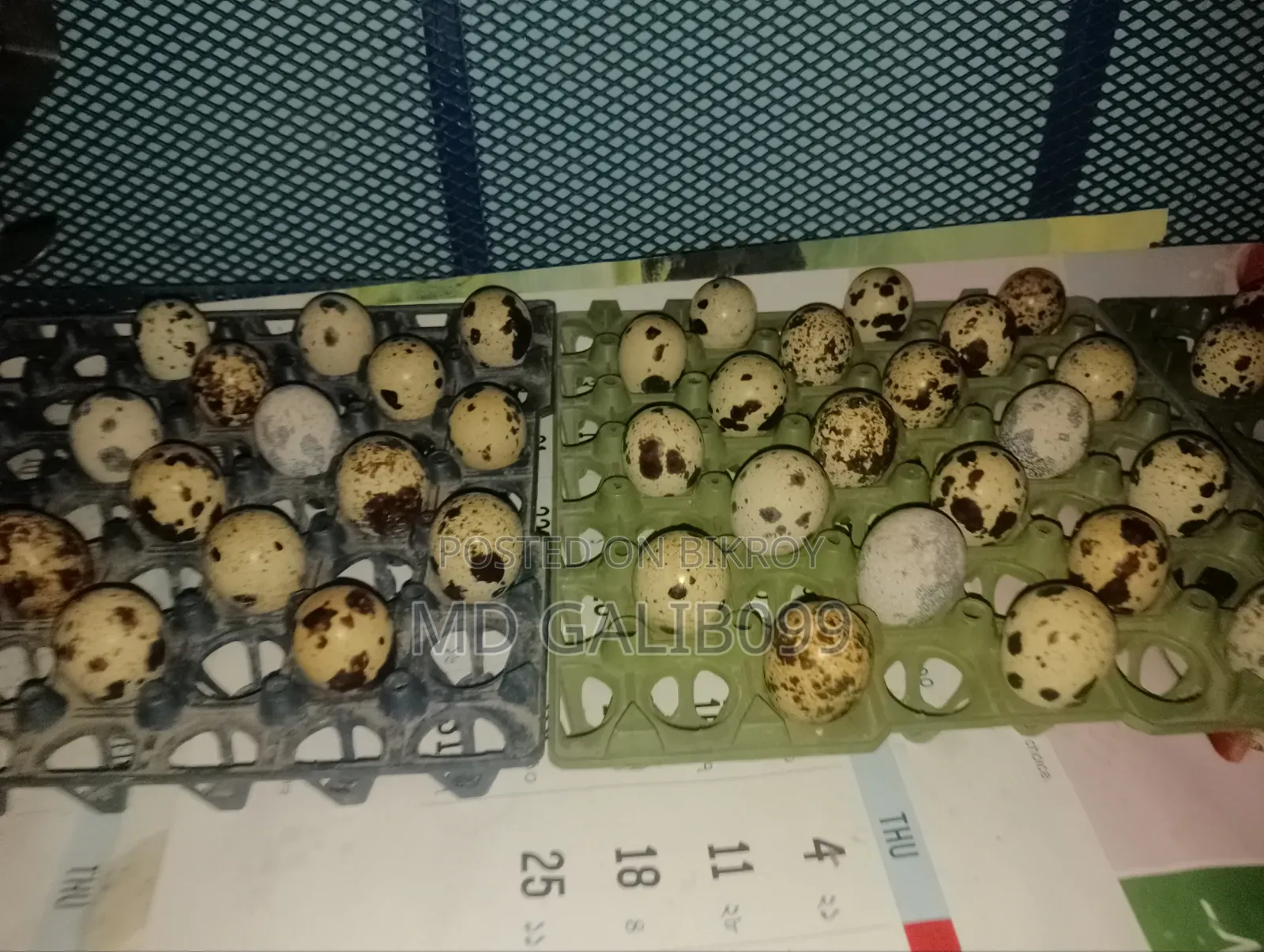ইউরোপিয়ান কটনর্টিক্স কোয়েল ডিম