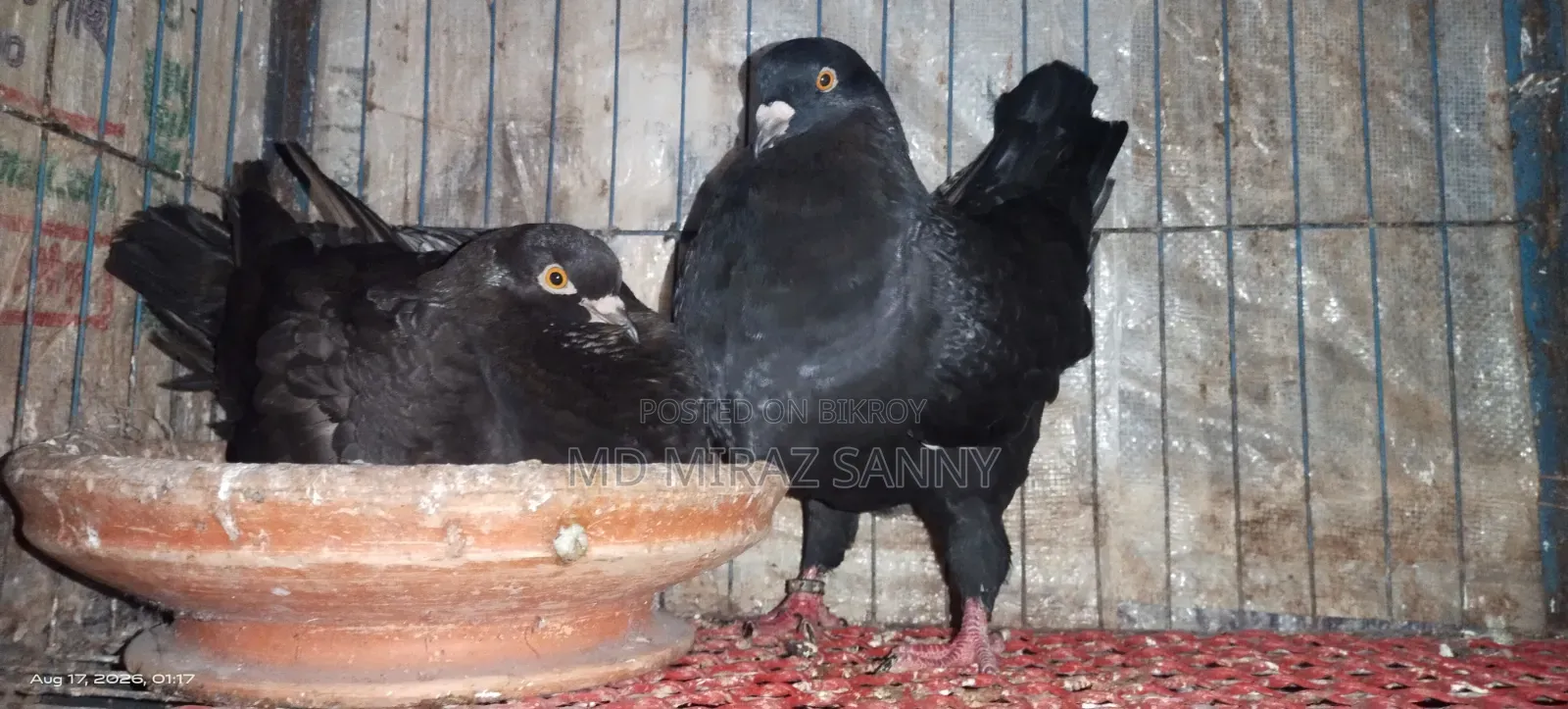 Black Show King Pigeon