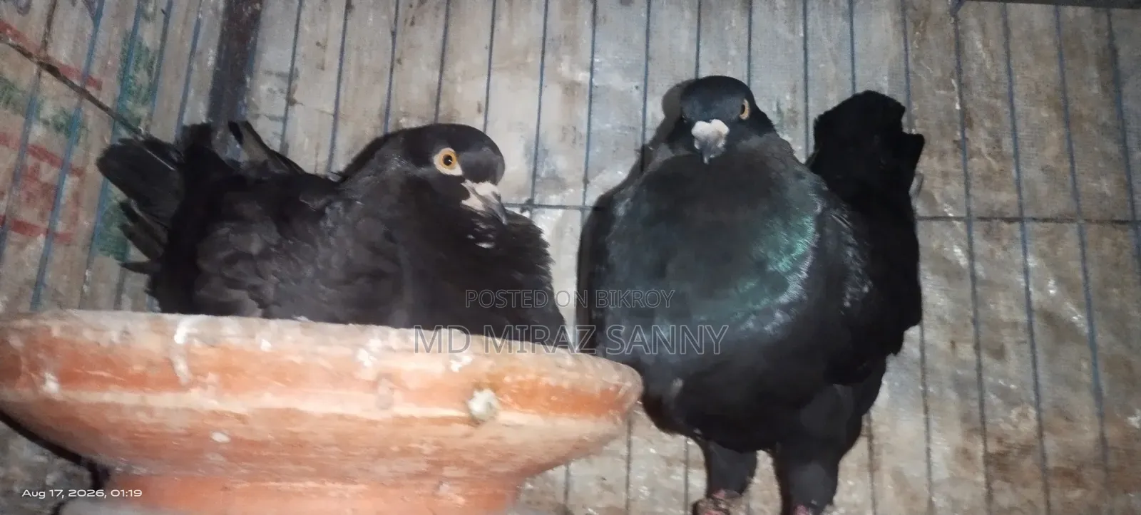 Black Show King Pigeon