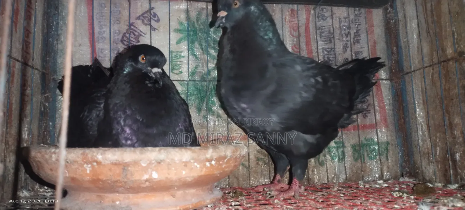 Black Show King Pigeon