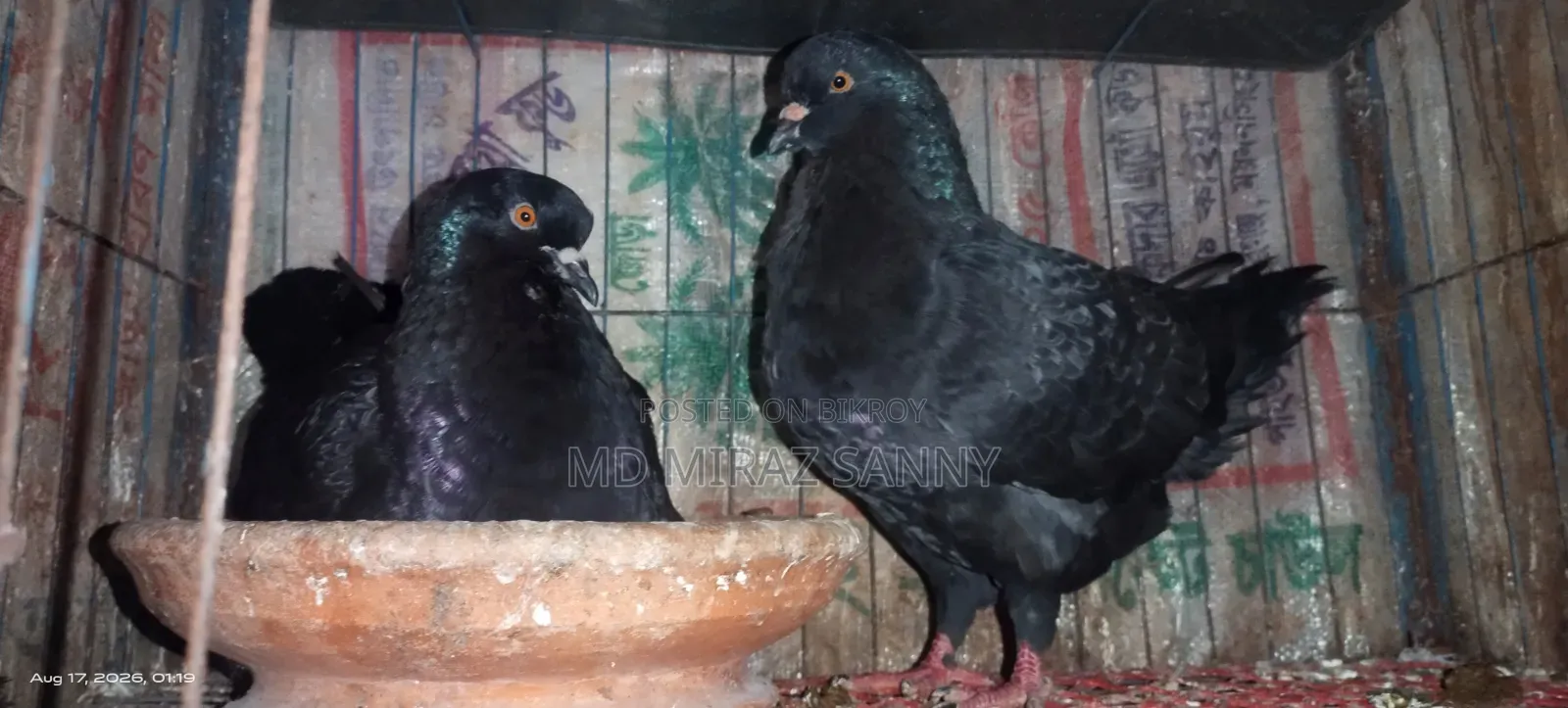 Black Show King Pigeon