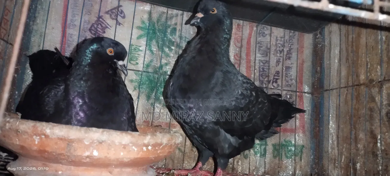 Black Show King Pigeon