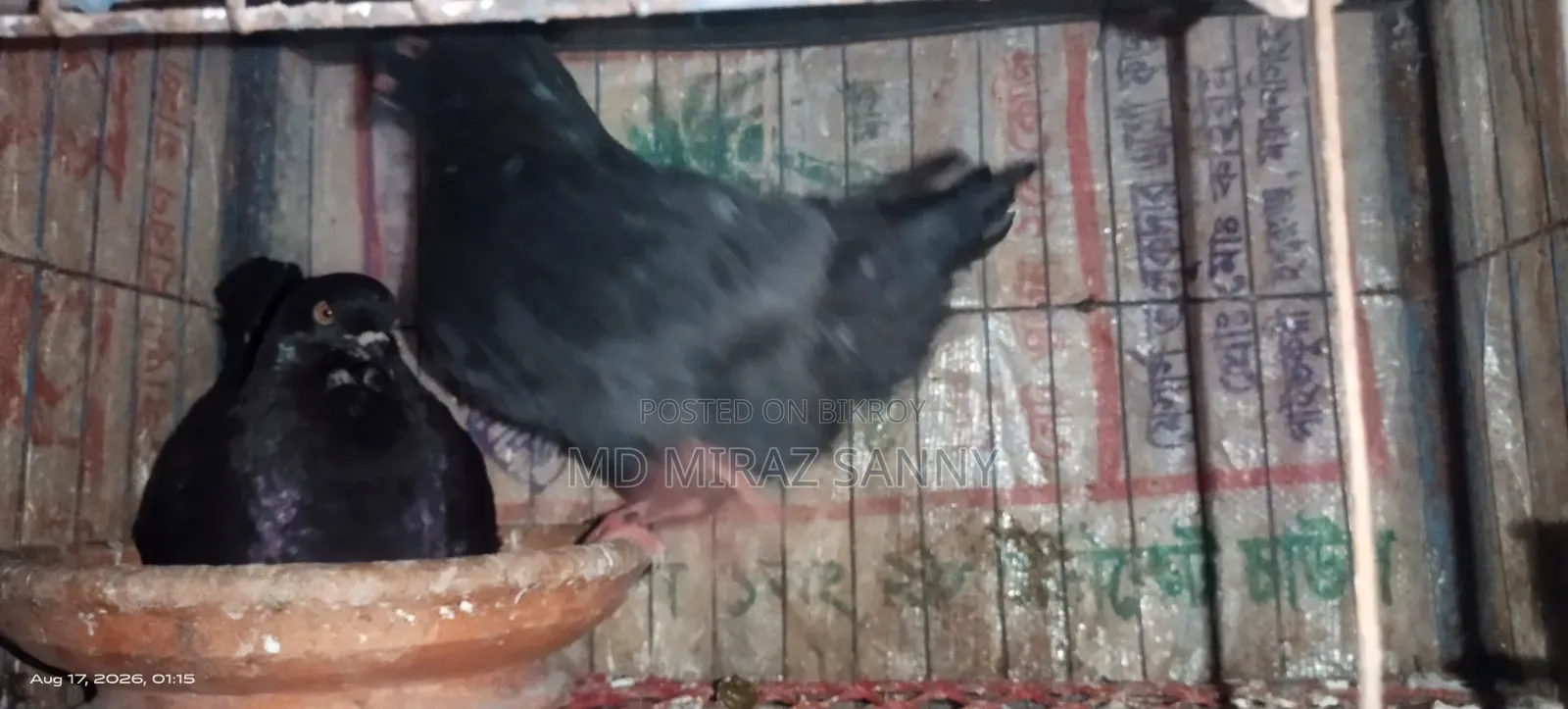 Black Show King Pigeon