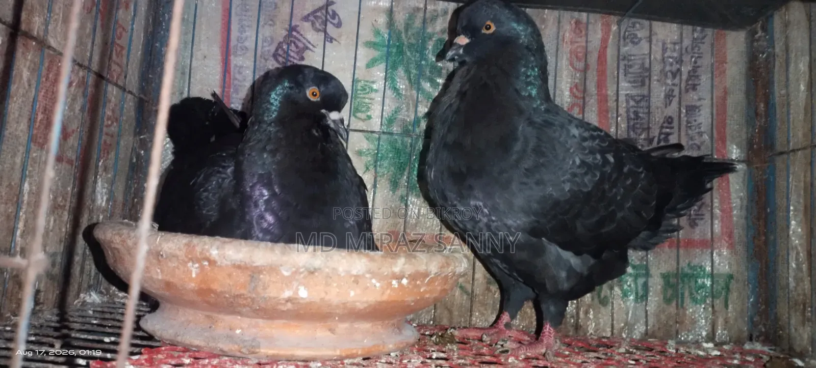 Black Show King Pigeon
