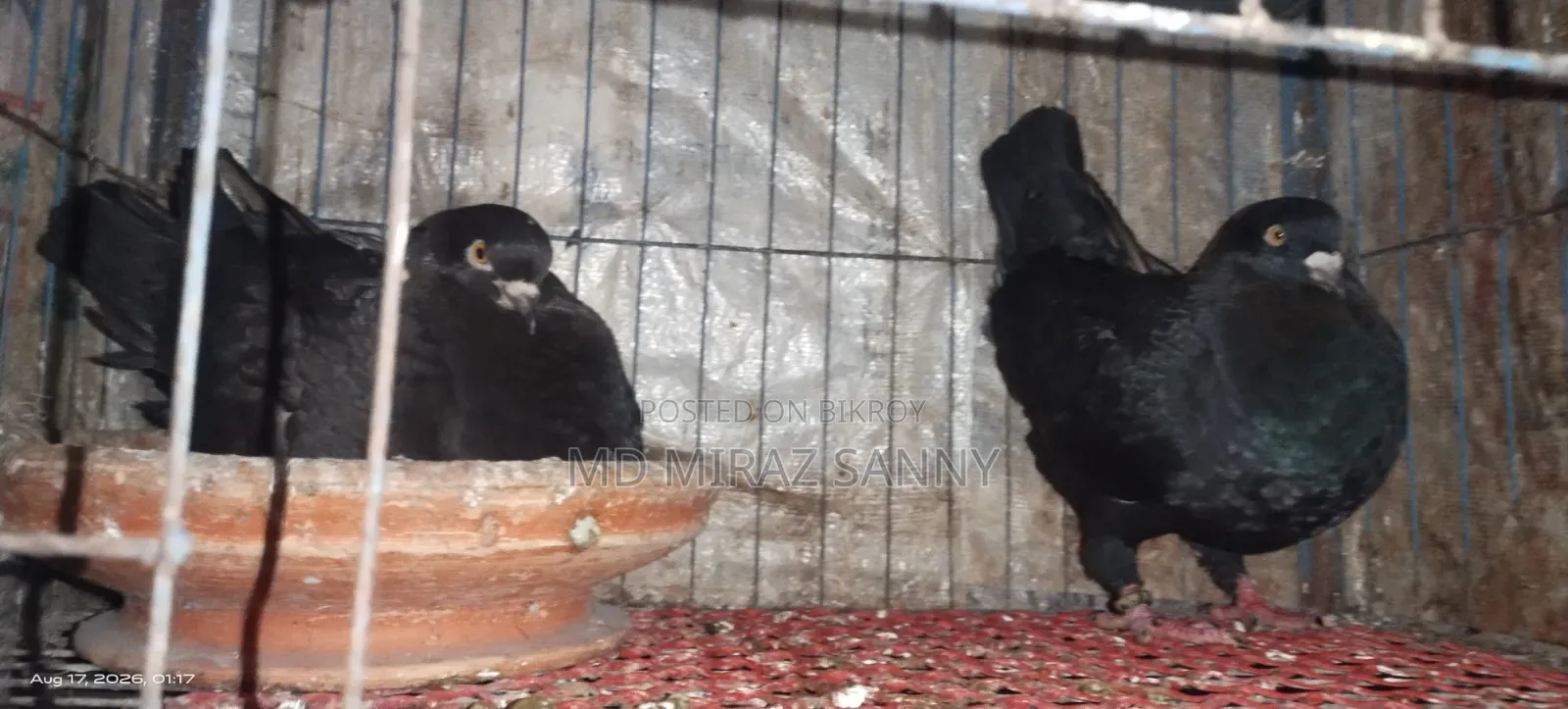 Black Show King Pigeon