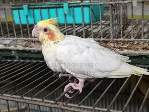 ককাটেল টেম সাইজ বেবি