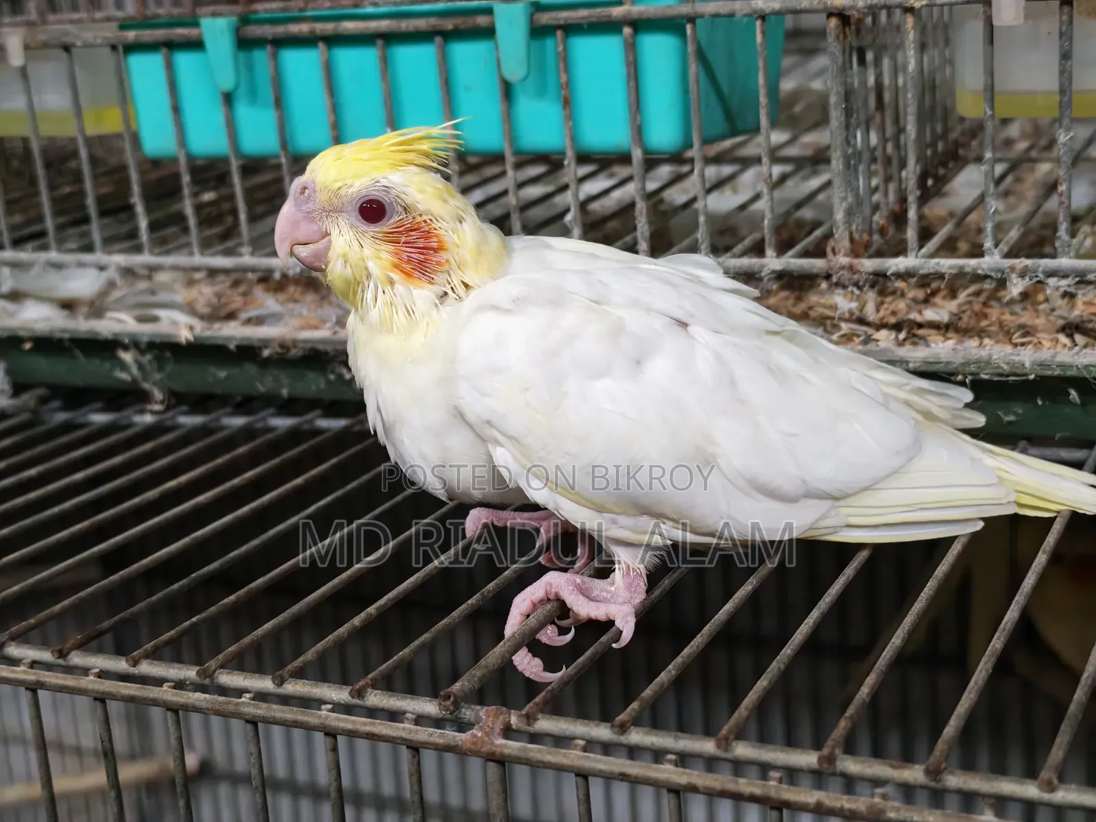 Cockatiel Tame Size Baby