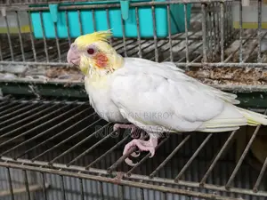 ককাটেল টেম সাইজ বেবি