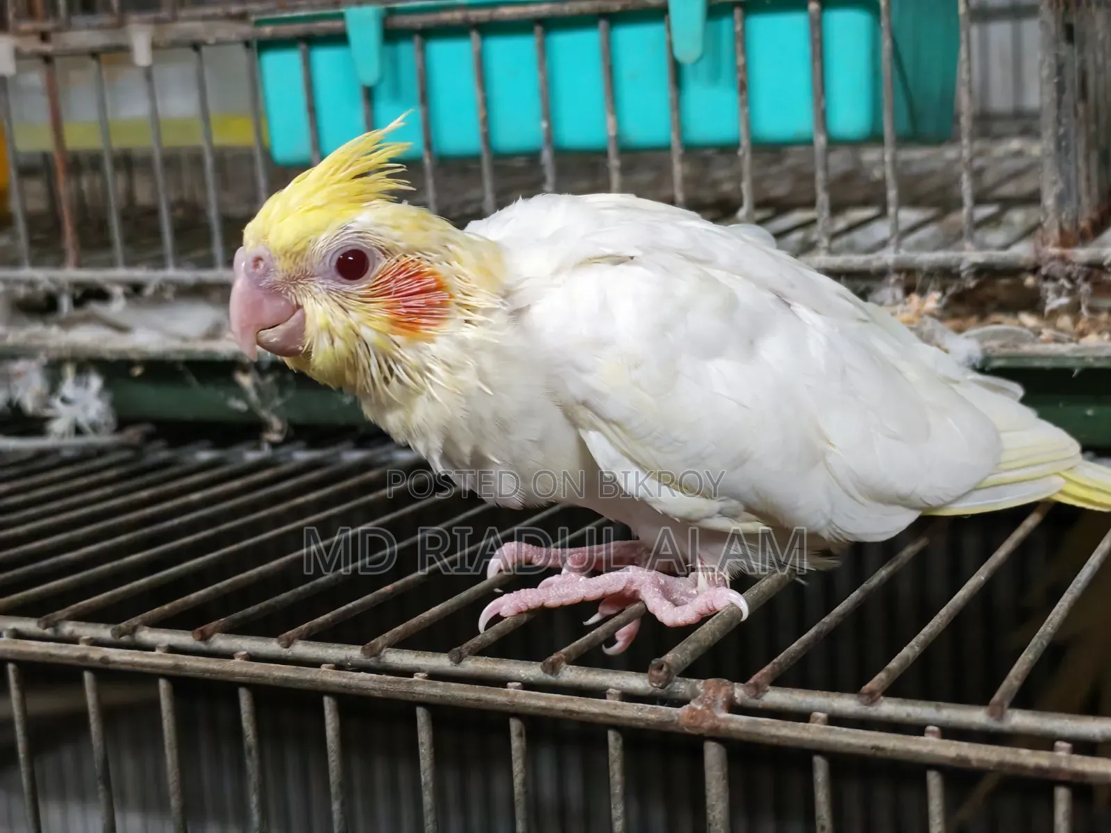 Cockatiel Tame Size Baby
