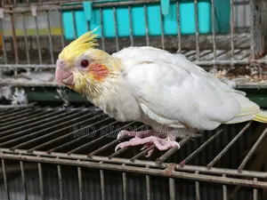 Cockatiel Tame Size Baby