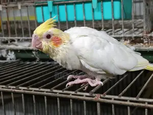 ককাটেল টেম সাইজ বেবি