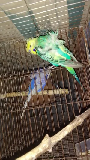 Japanese Budgerigar a Male