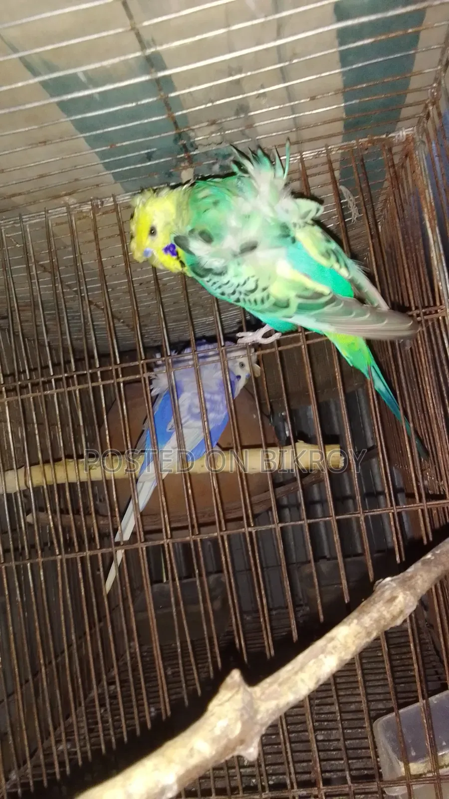 Japanese Budgerigar a Male