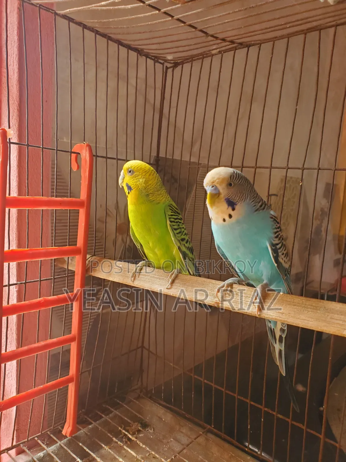 Budgerigar Bird Breeding Pair