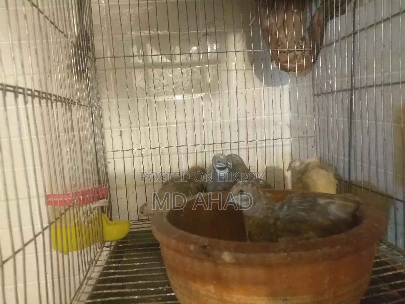 রানিং কিং কোয়েল বিক্রি করা হবে