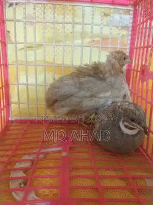 রানিং কিং কোয়েল বিক্রি করা হবে