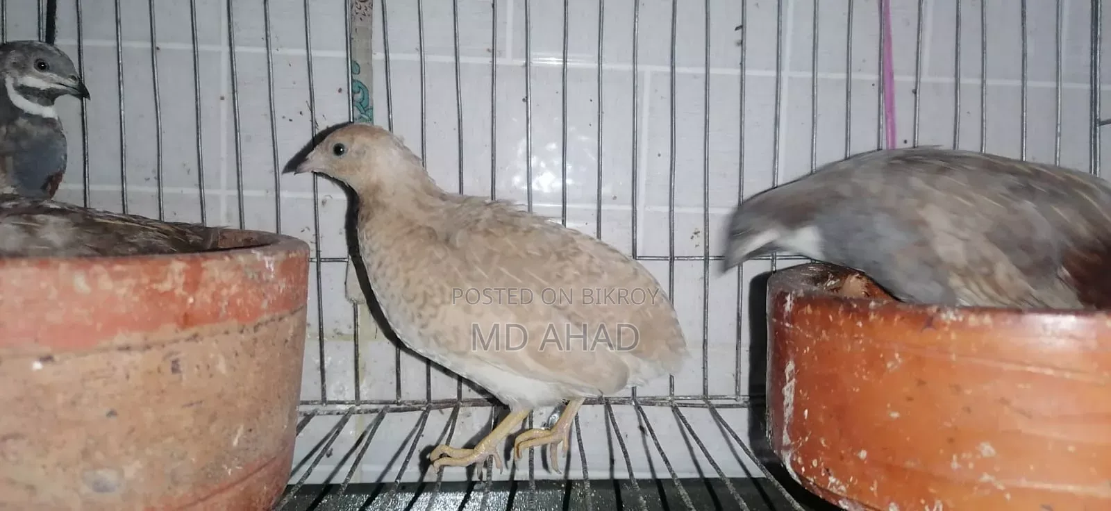 রানিং কিং কোয়েল বিক্রি করা হবে